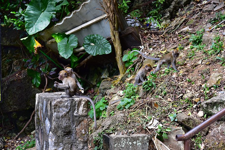 batucaves13