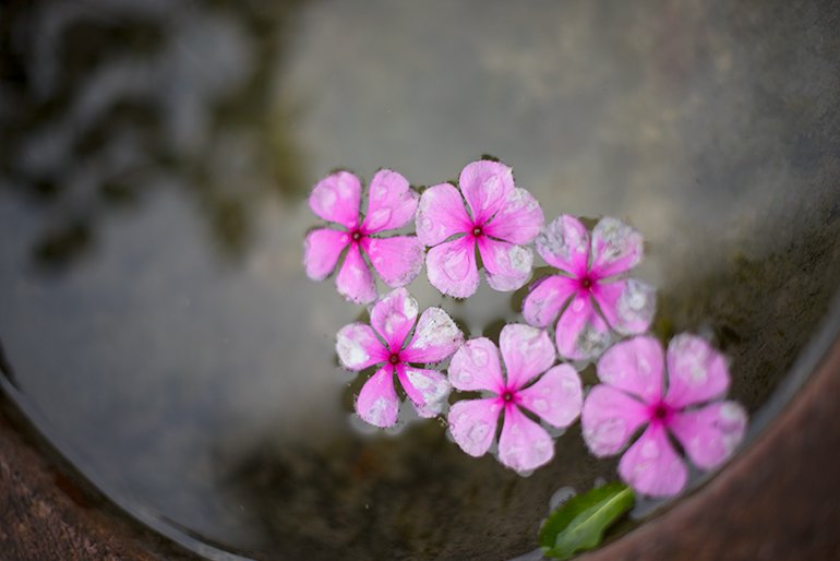 flowers