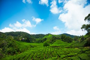 Amazing Cameron Highlands