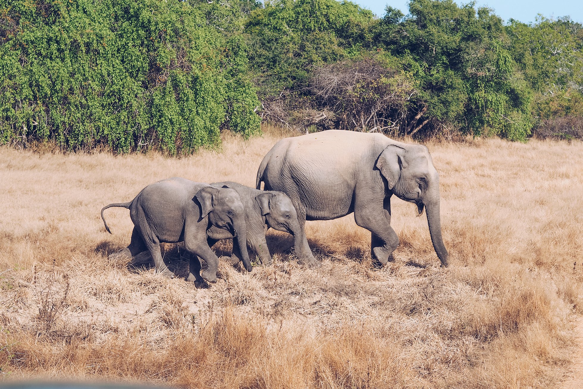 sri-lanka